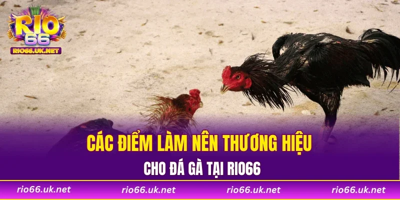 Các điểm làm nên thương hiệu cho đá gà tại RIO66