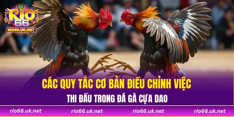 Các quy tắc cơ bản điều chỉnh việc thi đấu trong đá gà cựa dao