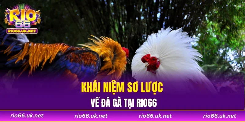 Khái niệm sơ lược về đá gà RIO66
