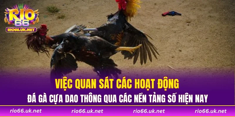 Việc quan sát các hoạt động đá gà cựa dao thông qua các nền tảng số hiện nay